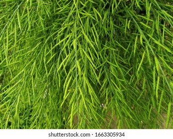 Ripping Mustard Crop Field, Mustard Plant Pods Close Up Image