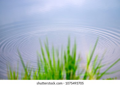 Ripple Effect In The Lake With Blurred Grass Foreground.