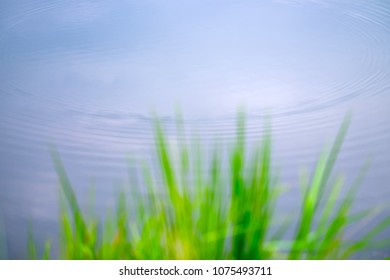 Ripple Effect In The Lake With Blurred Grass Foreground.