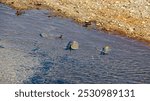 Ripples on a shallow water surface near a pebbled shoreline, scattered with leaves.