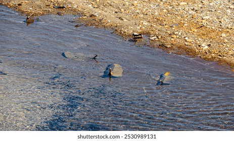 Ripples on a shallow water surface near a pebbled shoreline, scattered with leaves. - Powered by Shutterstock