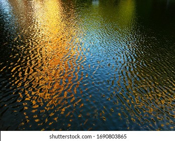 Ripples On The Water In The Pond