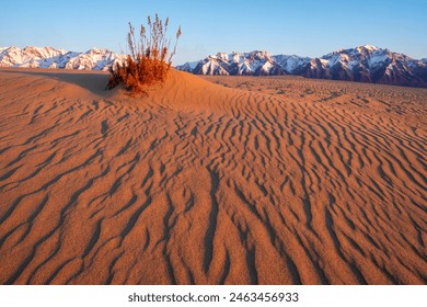 Ripples and small shrub of dry grass on the sand dune and snow-capped mountains on the background.  Chara Sands desert, Transbaikalia, Siberia - Powered by Shutterstock