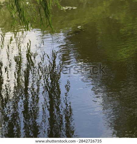Rippling reflections of trees and vegetation create an atmospheric waterscape on the surface of a wetland pond.