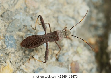 Riptortus pedestris, a broadhead bug.
