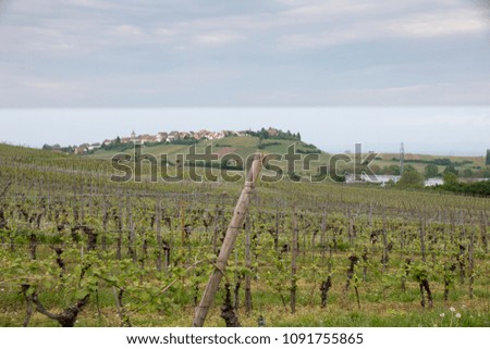 Similar – Image, Stock Photo Wine on the facade