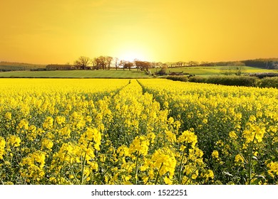 Rise and Shine. Stunning Sunrise over Farm and Yellow Crop Field in Northumberland, England - Powered by Shutterstock