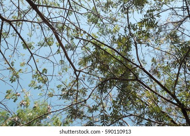 Up risen angle of the tree