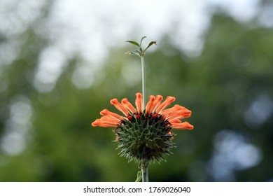 Rising Flower Of A Wild Dagga