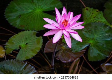 2,177 Lotus in mud Images, Stock Photos & Vectors | Shutterstock