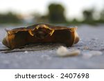 The rising sun captures an empty crab shell lying on the beach on Sanibel Island, Florida