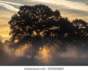 Rising sun with sunbeams passing through silhouetted tree branches - Powered by Shutterstock