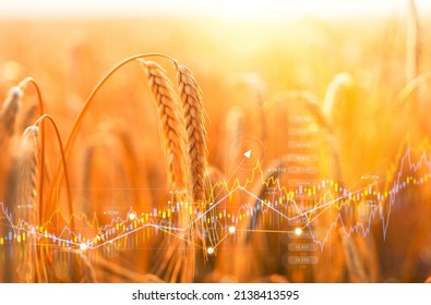 Rising wheat prices in Europe due to the conflict between Russia and Ukraine. Flour and wheat crisis.Record prices and high prices for bakery.