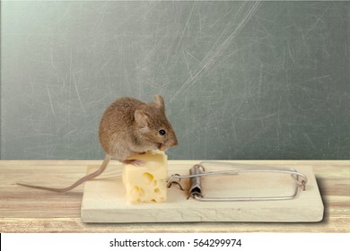 ネズミ捕り の画像 写真素材 ベクター画像 Shutterstock