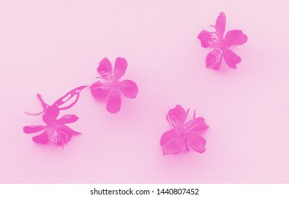 Risograph Vintage Technique Of Wild Pink Flower Blooming In Spring Time Nature Background  