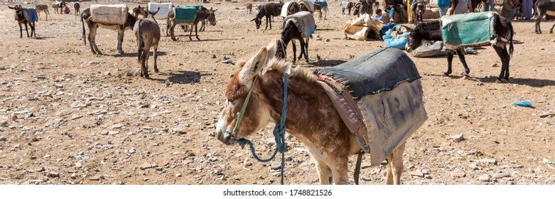 112 Parking donkeys Images, Stock Photos & Vectors | Shutterstock