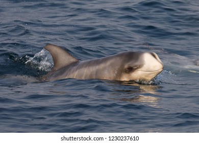 Risso's Dolphin - (Grampus Griseus)