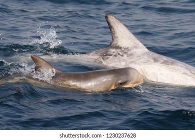 Risso's Dolphin - (Grampus Griseus)