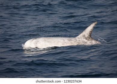 Risso's Dolphin - (Grampus Griseus)