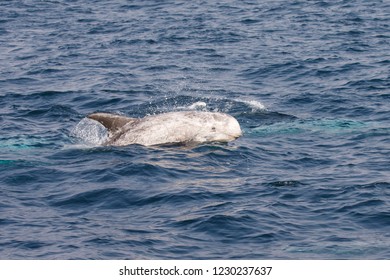 Risso's Dolphin - (Grampus Griseus)