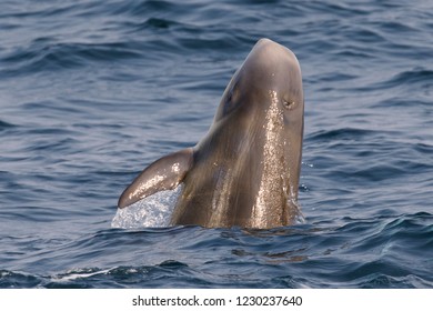 Risso's Dolphin - (Grampus Griseus)