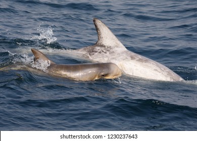 Risso's Dolphin - (Grampus Griseus)