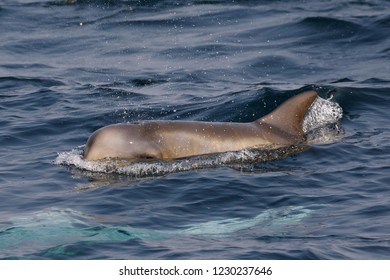 Risso's Dolphin - (Grampus Griseus)