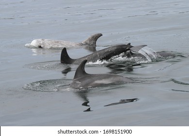 Risso's Dolphin - Grampus Griseus