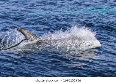 Risso's Dolphin - Grampus Griseus