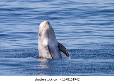 Risso's Dolphin - Grampus Griseus