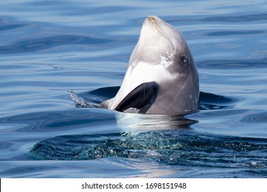 Risso's Dolphin - Grampus Griseus