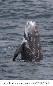 Risso's Dolphin - Grampus Griseus