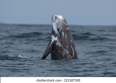 Risso's Dolphin - Grampus Griseus