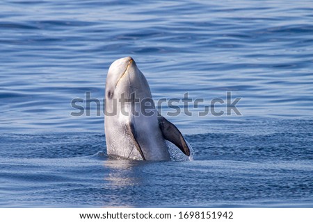 Risso's Dolphin - Grampus griseus