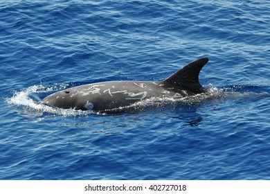 Risso's Dolphin In Ligurian Sea