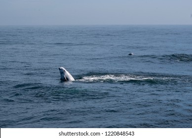 Risso's Dolphin In Pacific Ocean