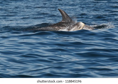 Risso's Dolphins Grampus Griseus Mother And Calf Mousa Sound RSPB Reserve Shetland Islands Scotland UK