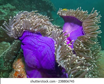 Ritteri Anemone, Heteractis Magnifica