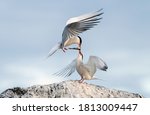 Ritual courtship of terns during the mating season. Common Terns interacting. Adult common terns in sunset light on the sky background. Scientific name: Sterna Hirundo.