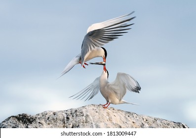 Ritual courtship of terns during the mating season. Common Terns interacting. Adult common terns in sunset light on the sky background. Scientific name: Sterna Hirundo.