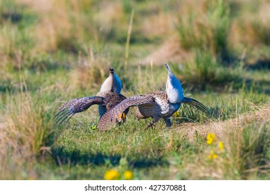 Ritual Mating Dance Lek Of The Sharp Tailed Grouse Alberta Canada