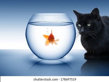 rivalry concept: fish and cat