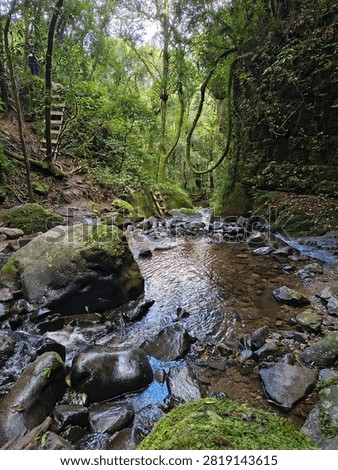 Rive in the middle of the green forest