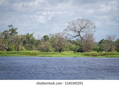 16 Uatumã river Images, Stock Photos & Vectors | Shutterstock