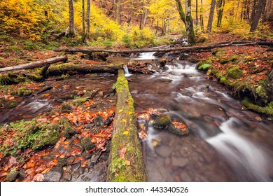 River In Autumn Colors Forest. Great Smoky Mountains National Park, USA