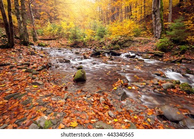 River in autumn colors forest. Great Smoky Mountains National Park, USA - Shutterstock ID 443340565