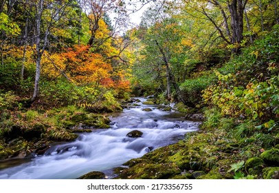 A river in the autumn forest. Autumn forest river. Forest river in autumn season. Autumn forest river landscape - Shutterstock ID 2173356755