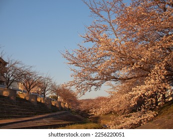 River bank with cherry blossom (Sakura) in Nara, 佐保川, Kyoto