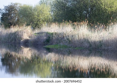 River Bank Of A Ship Canal In Devon With Winter Bull Rushes Reflected In The Still Water