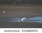 A river bank with two common terns (Sternidae) feeding each other